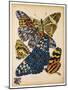 Butterflies Plate 11-null-Mounted Giclee Print