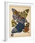 Butterflies Plate 11-null-Framed Giclee Print