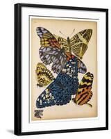 Butterflies Plate 11-null-Framed Giclee Print