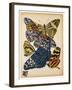 Butterflies Plate 11-null-Framed Giclee Print