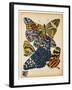 Butterflies Plate 11-null-Framed Giclee Print