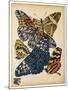 Butterflies Plate 11-null-Mounted Giclee Print