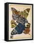 Butterflies Plate 11-null-Framed Stretched Canvas