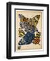 Butterflies Plate 11-null-Framed Giclee Print