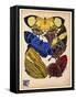 Butterflies Plate 12-null-Framed Stretched Canvas