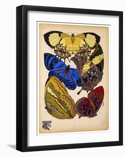 Butterflies Plate 12-null-Framed Giclee Print