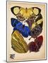 Butterflies Plate 12-null-Mounted Giclee Print