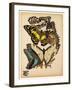 Butterflies Plate 14-null-Framed Giclee Print