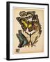 Butterflies Plate 14-null-Framed Giclee Print