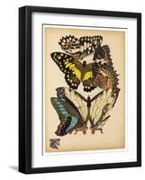 Butterflies Plate 14-null-Framed Giclee Print