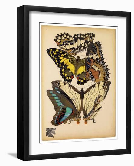 Butterflies Plate 14-null-Framed Giclee Print