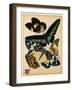 Butterflies Plate 16-null-Framed Giclee Print