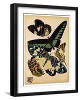 Butterflies Plate 16-null-Framed Giclee Print