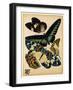 Butterflies Plate 16-null-Framed Giclee Print