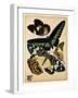 Butterflies Plate 16-null-Framed Giclee Print