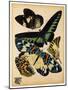 Butterflies Plate 16-null-Mounted Giclee Print