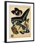 Butterflies Plate 16-null-Framed Giclee Print