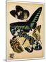 Butterflies Plate 16-null-Mounted Giclee Print