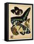 Butterflies Plate 16-null-Framed Stretched Canvas