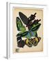 Butterflies Plate 1-null-Framed Giclee Print