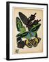 Butterflies Plate 1-null-Framed Giclee Print