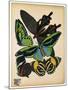 Butterflies Plate 1-null-Mounted Giclee Print