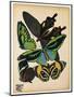 Butterflies Plate 1-null-Mounted Premium Giclee Print