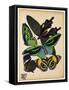 Butterflies Plate 1-null-Framed Stretched Canvas
