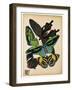 Butterflies Plate 1-null-Framed Giclee Print