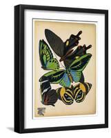 Butterflies Plate 1-null-Framed Giclee Print