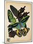 Butterflies Plate 1-null-Mounted Giclee Print