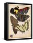 Butterflies Plate 3-null-Framed Stretched Canvas