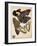 Butterflies Plate 3-null-Framed Giclee Print