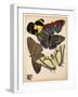 Butterflies Plate 3-null-Framed Giclee Print