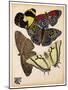 Butterflies Plate 3-null-Mounted Giclee Print