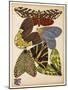 Butterflies Plate 5-null-Mounted Giclee Print