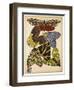 Butterflies Plate 5-null-Framed Giclee Print