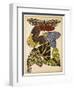 Butterflies Plate 5-null-Framed Giclee Print