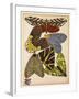 Butterflies Plate 5-null-Framed Giclee Print