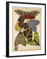 Butterflies Plate 5-null-Framed Giclee Print