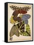 Butterflies Plate 5-null-Framed Stretched Canvas