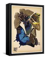 Butterflies Plate 9-null-Framed Stretched Canvas