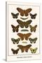 Butterflies, Poplar Admirals-Albertus Seba-Stretched Canvas