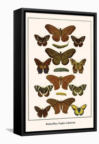 Butterflies, Poplar Admirals-Albertus Seba-Framed Stretched Canvas