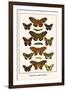 Butterflies, Poplar Admirals-Albertus Seba-Framed Art Print