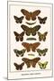 Butterflies, Poplar Admirals-Albertus Seba-Mounted Art Print