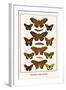 Butterflies, Poplar Admirals-Albertus Seba-Framed Art Print