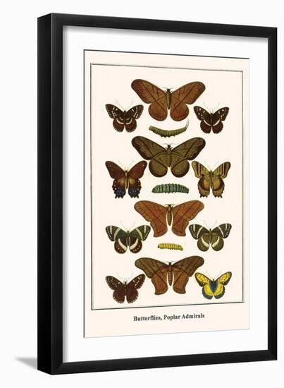 Butterflies, Poplar Admirals-Albertus Seba-Framed Art Print
