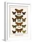 Butterflies, Poplar Admirals-Albertus Seba-Framed Art Print