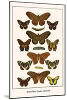 Butterflies, Poplar Admirals-Albertus Seba-Mounted Art Print